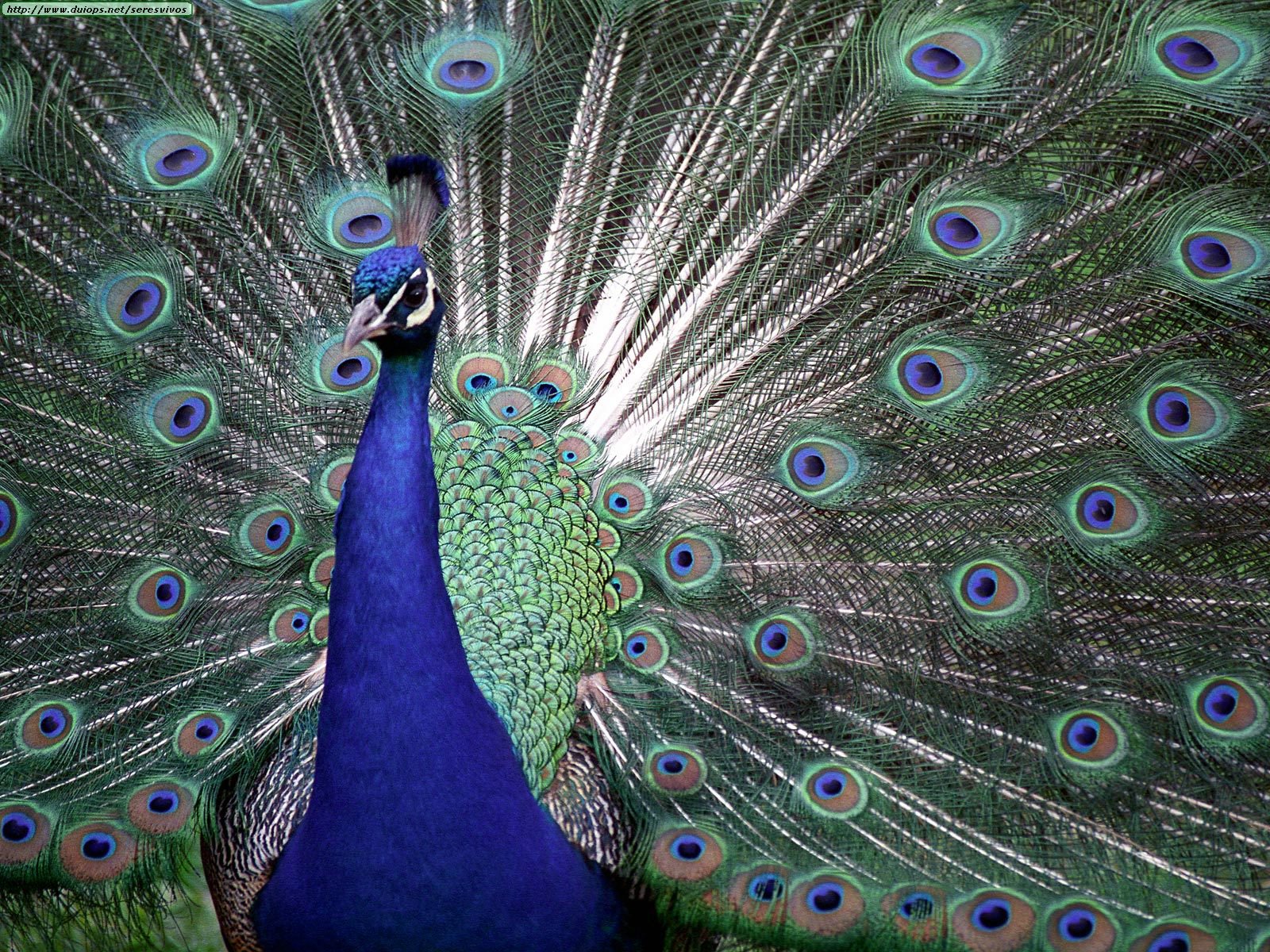 Fotos de pavos reales